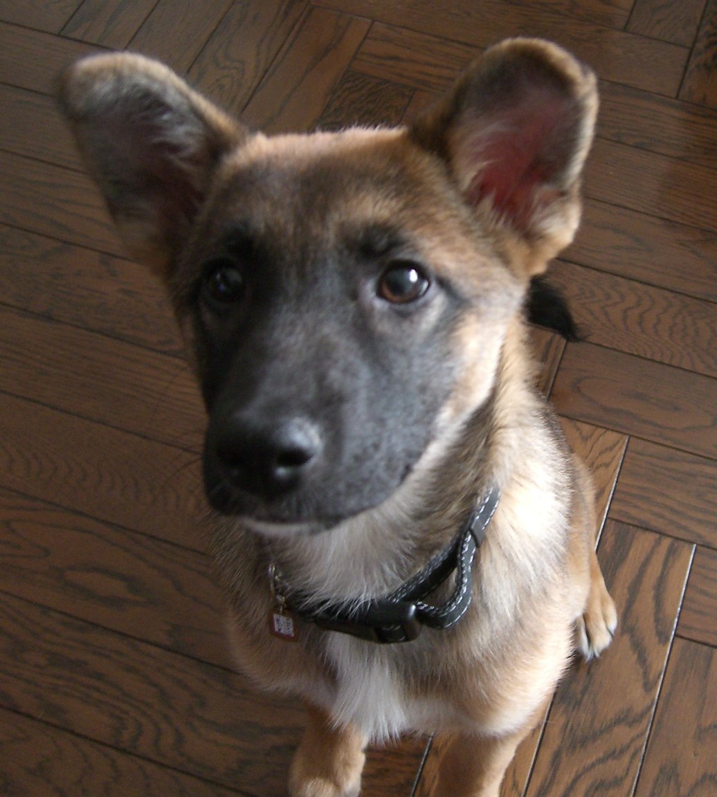 雷蔵（らいぞう）です。